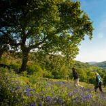 three female walkers on a hill in the countryside, with bluebells and a tree.