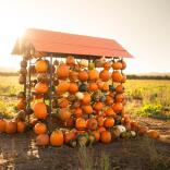 pumpkins on house shaped frame.