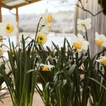 Llwyth o gennin Pedr gwyn gyda chanol melyn