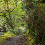 Ein Wanderweg entlang einer bewaldeten Schlucht mit Farnen, die auf einer Seite der Klippe wachsen.