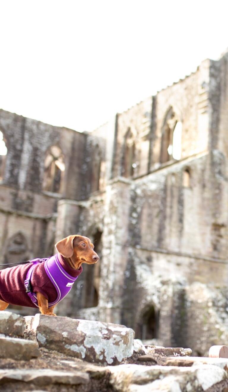 Small dog stood on a wall with Tintern Abbey in the background.