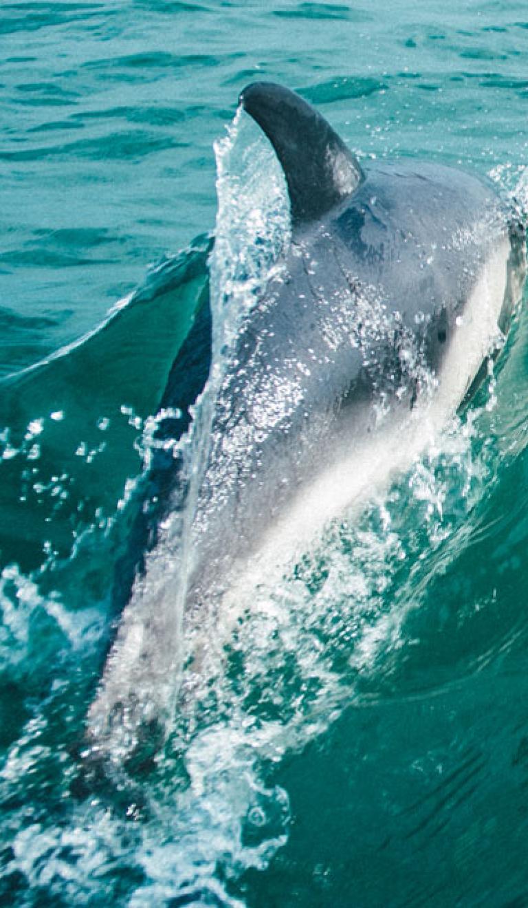 Bild eines Delfins, der aus dem Wasser kommt.