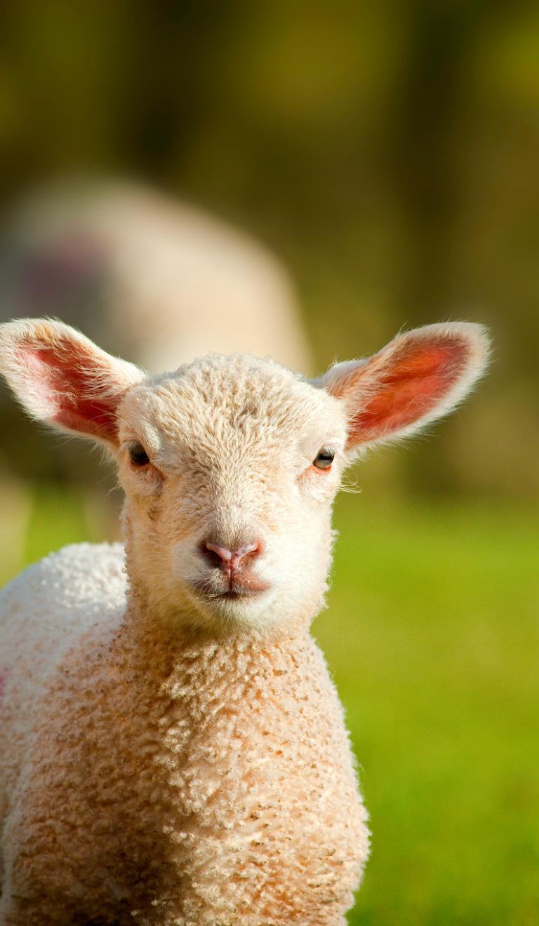 Image of a lamb on a Welsh Farm.