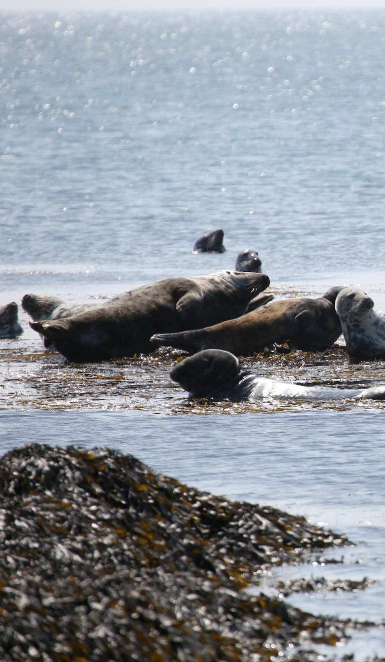 Seals in the sea