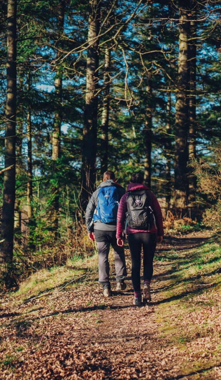 Two person seen from behind, walking up a path between tress in a forest