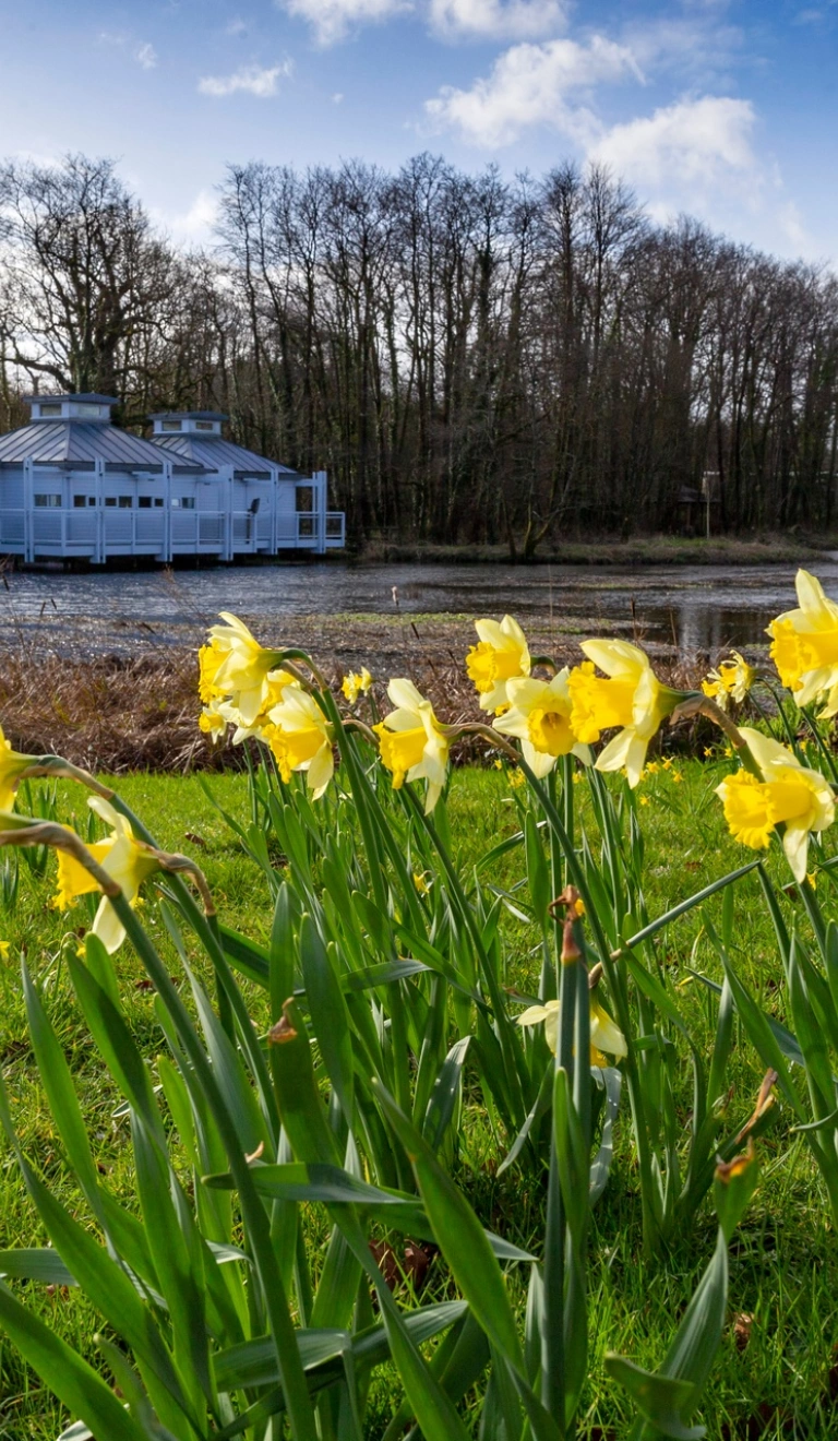 Daffodils growing next to a lake.